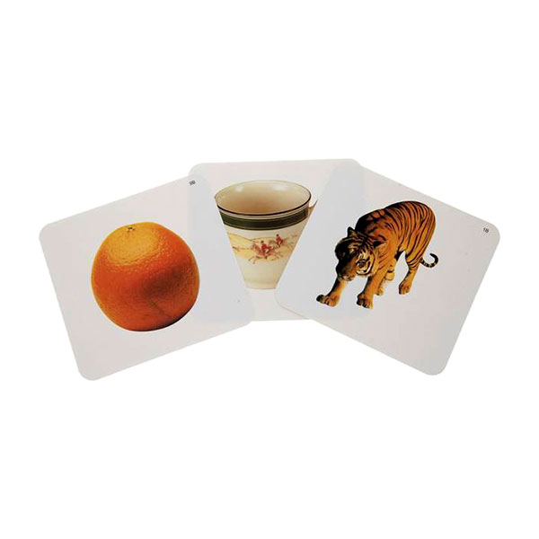 Classification Concept Training - Flash Card